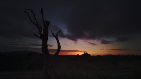 boomerang de árbol muerto en medio de la nada mientras se pone el sol