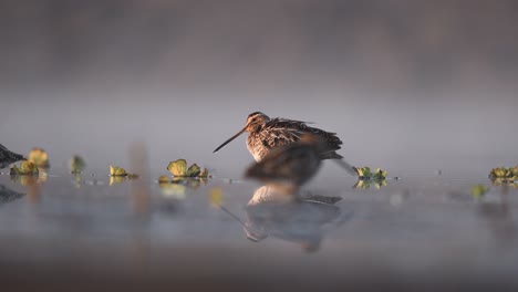 Common-Sniper-bird-in-lakeside--taking-bath-in-fogy-morning