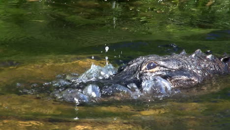 аллигатор выглядывает из воды в эверглейдс