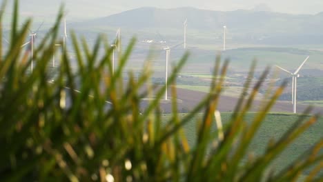 large numbers of white windmills over wide fields through green leaves, medina, spain