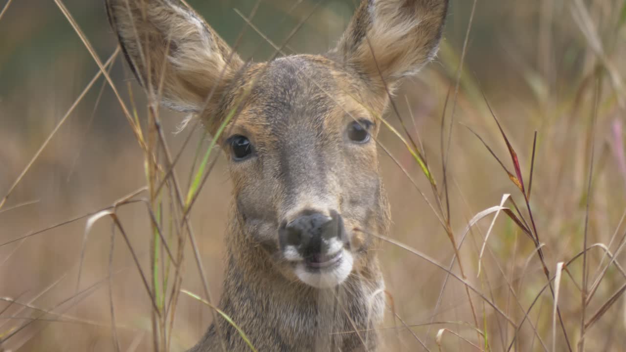 Contatto visivo con una giovane femmina di capriolo.