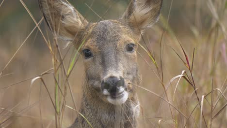 Eye-contact-with-young-female-roe-deer