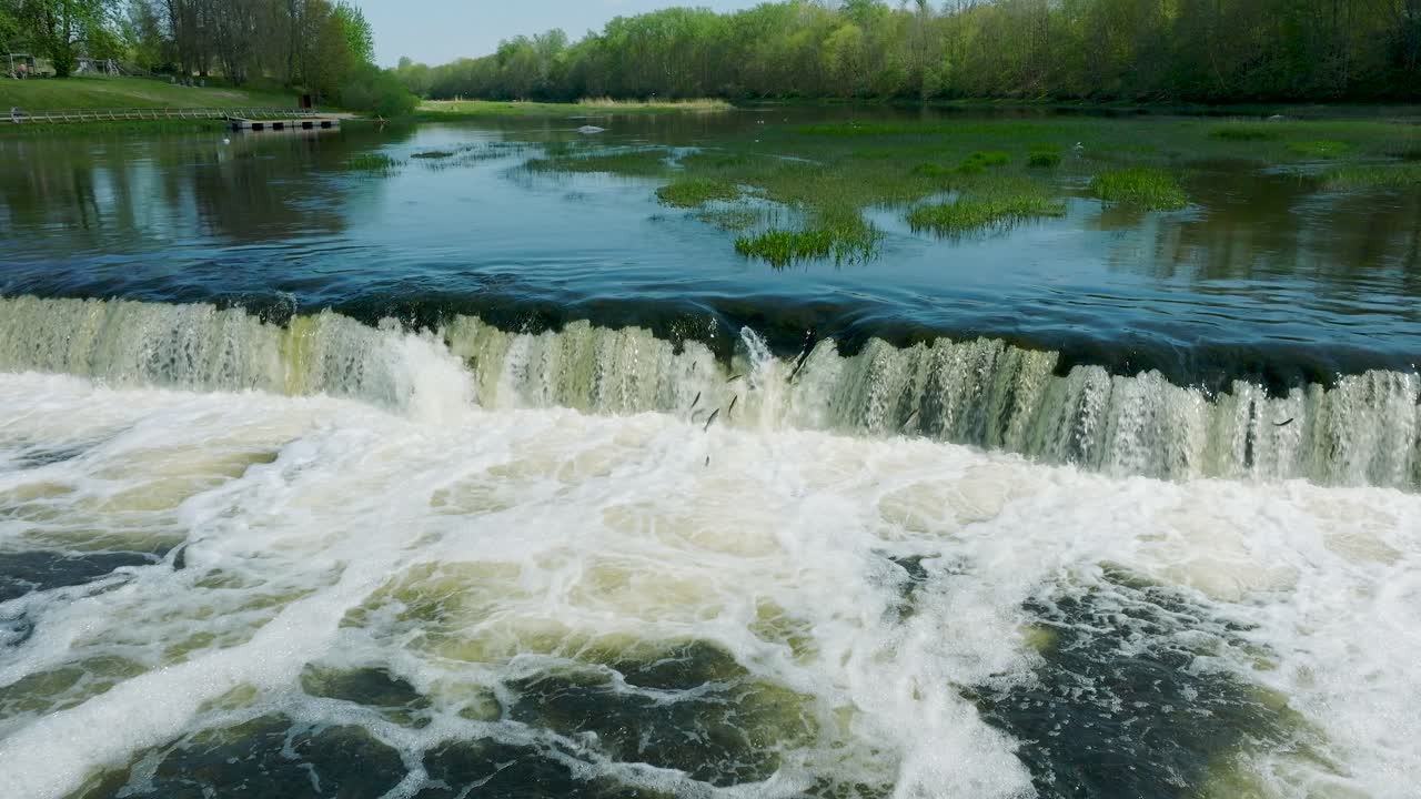 Aerial establishing view of Vimba fish , Kuldiga, sunny spring day, wide slow motion drone shot