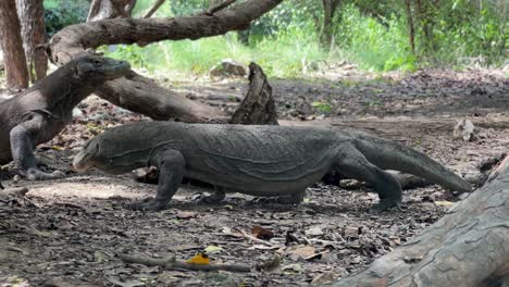 dos dragones komodo salvajes a la luz del día en el bosque indonesio