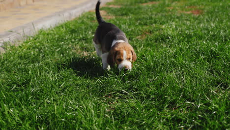 perro beagle travieso corriendo por el patio trasero de la casa