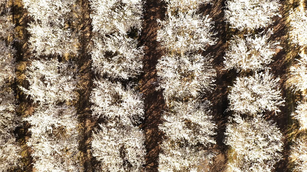 vista de drones de arriba hacia abajo de almendros blancos en flor, tiro ascendente de 4k