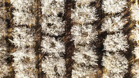 Top-down-drone-view-of-white-almond-trees-in-bloom,-ascending-4k-shot