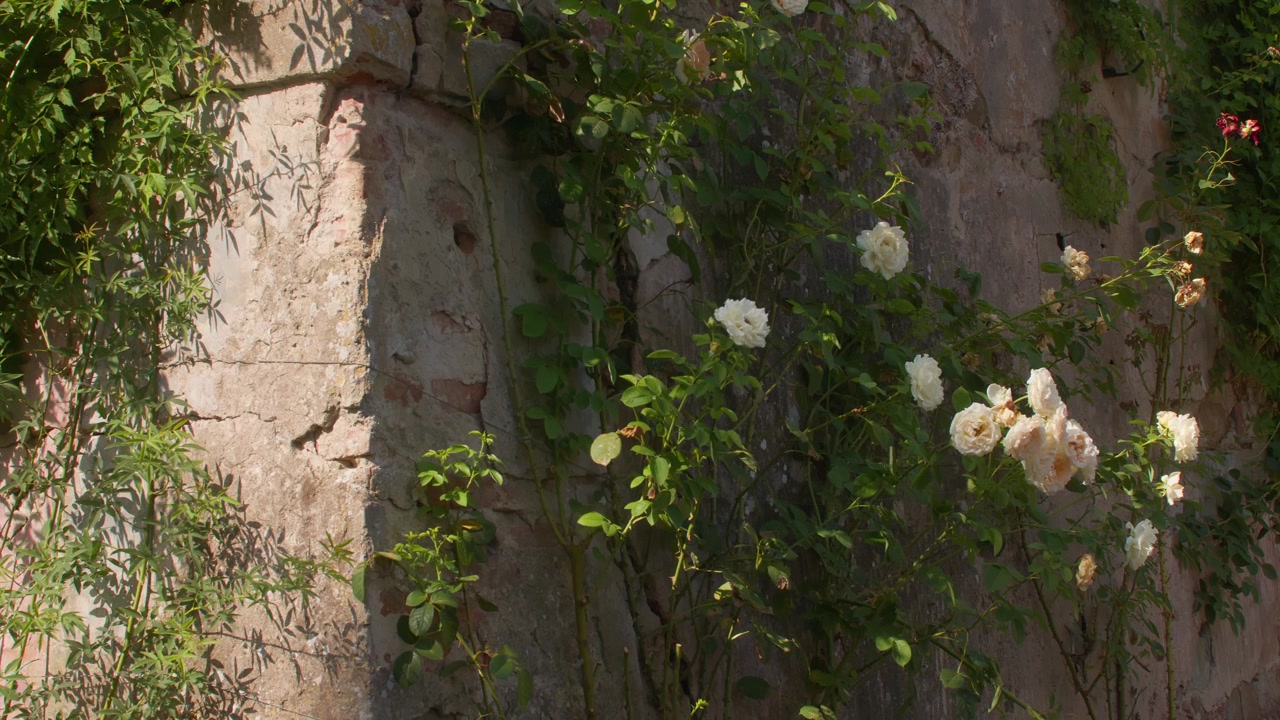 Rose rampicanti fioriscono contro un vecchio muro di villa in pietra in pieno giorno all'aperto