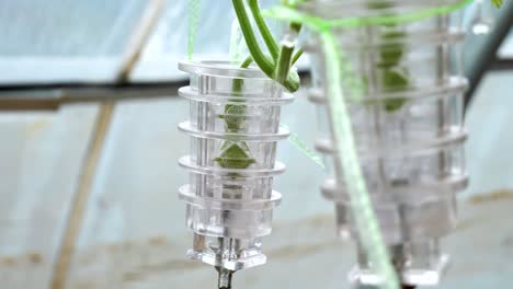hydroponic plant growing system in greenhouse