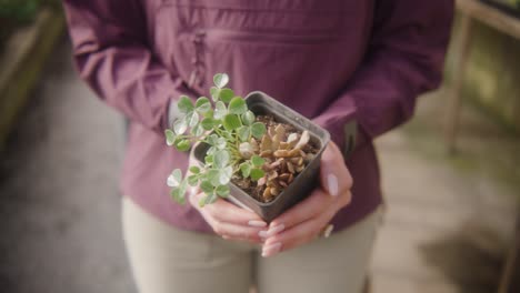 person holding potted plant sapling