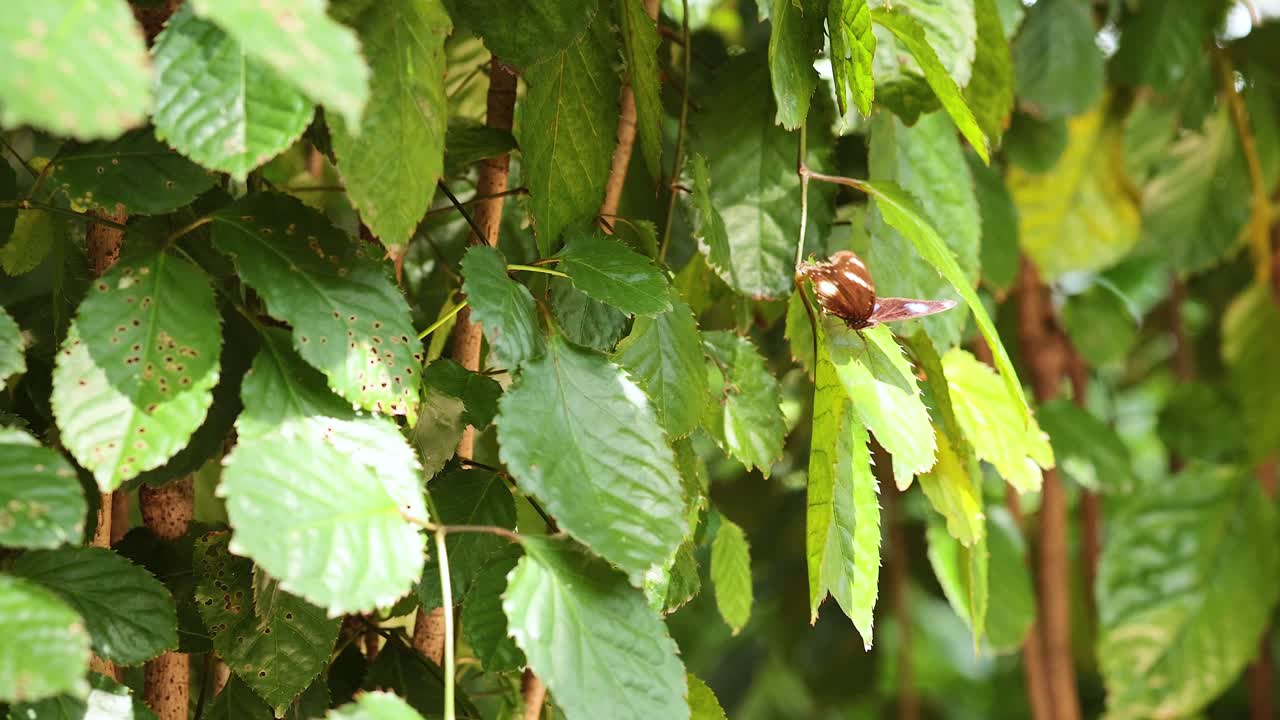 mariposa descansando en hojas verdes en la naturaleza
