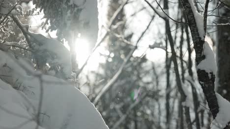 Snowy-Branches-In-Winter-Forest-During-Snow-Fall---slow-motion