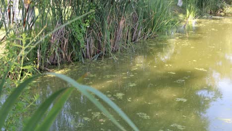 grass, reeds growing on shore of murky pond, algae floating on surface