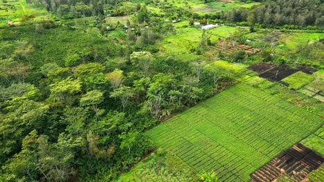 farmlands in the highlands of new guinea