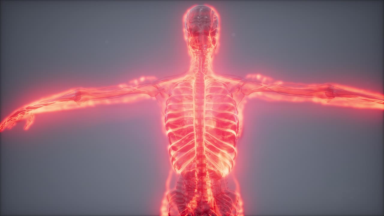 vasos sanguíneos del cuerpo humano