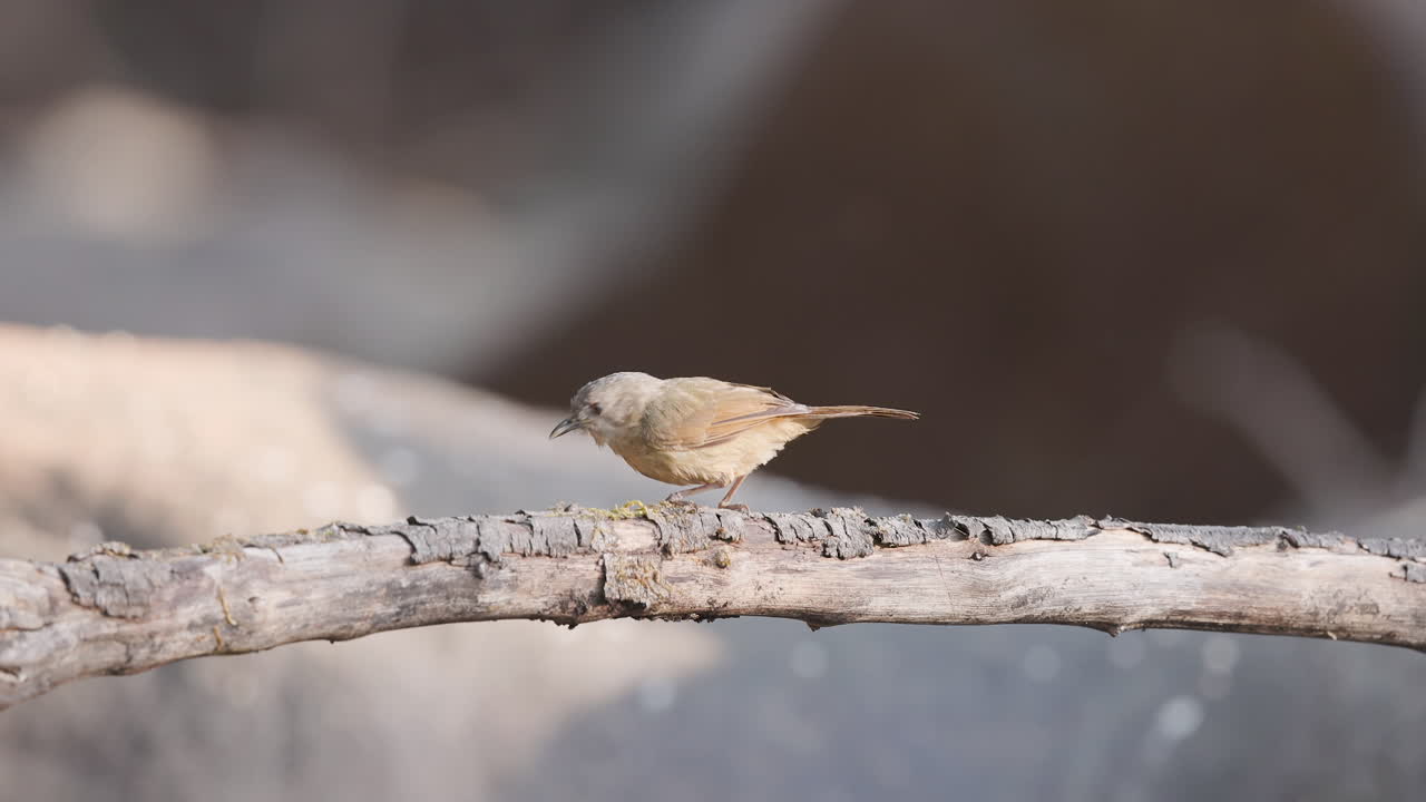 La Fulvetta à joues brunes se pose sur une branche de la jungle, scrute les environs et plonge dans le feuillage.