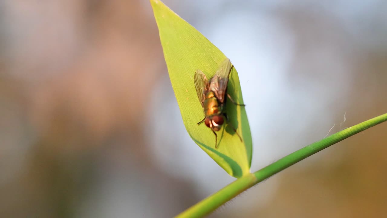 식물원 에서 잎 위 에 고 날아다니는 것