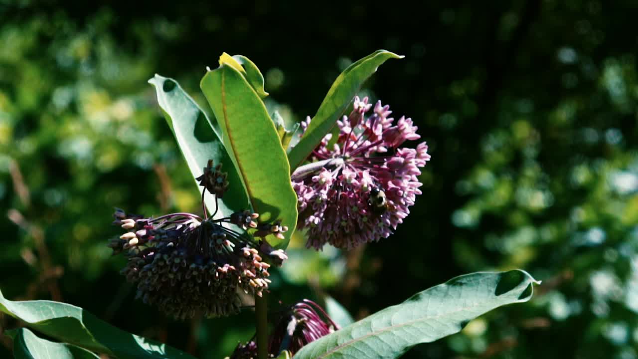 abeja en cámara lenta en las flores