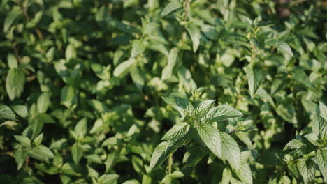 Draufsicht-Auf-Einen-Großen-Minzstrauch,-Der-Im-Garten-Wächst