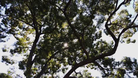 Sun-Shining-Through-Trees---low-angle-shot