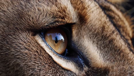 close-up of a lion's eye