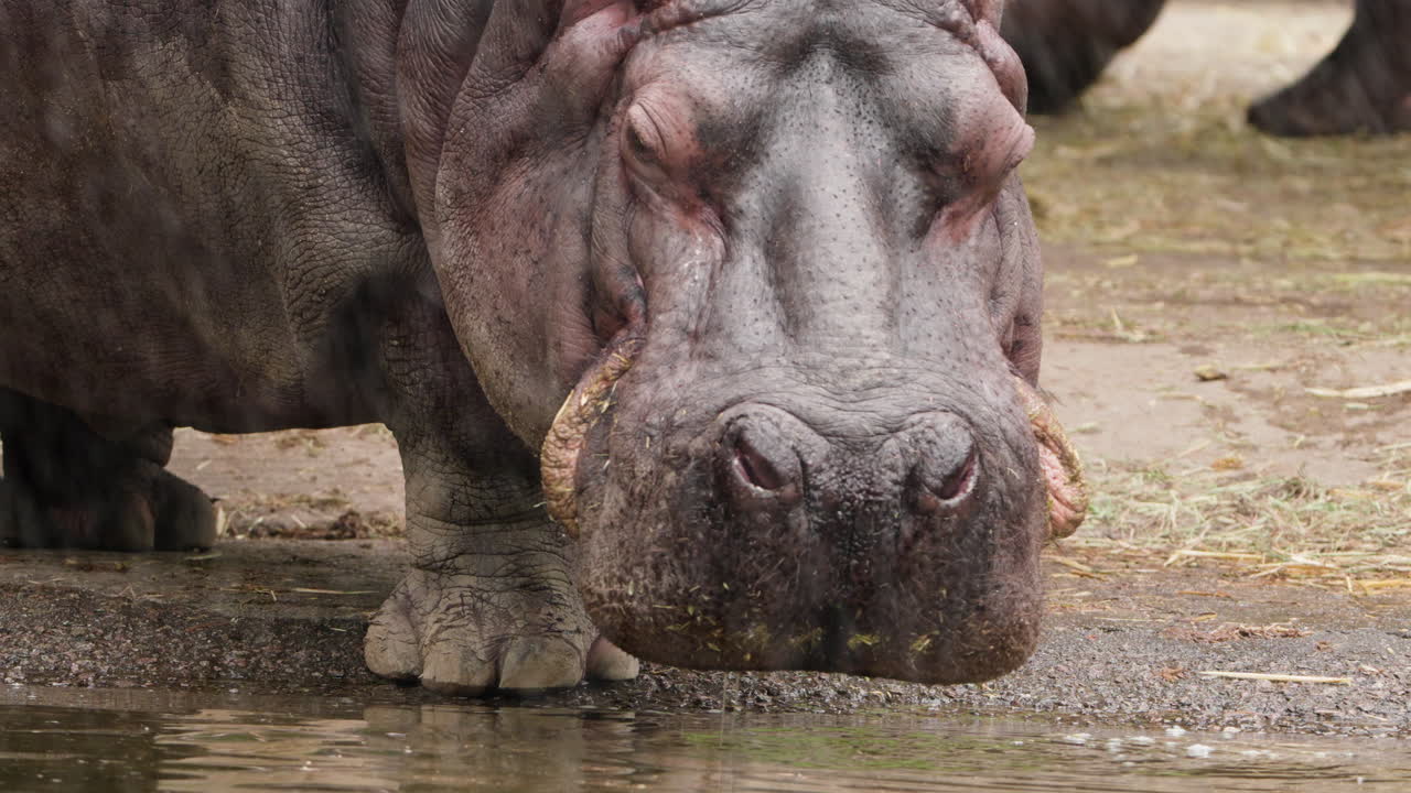 hipopótamo comiendo junto al agua en el zoológico de grand park de seúl en gwacheon, corea del sur