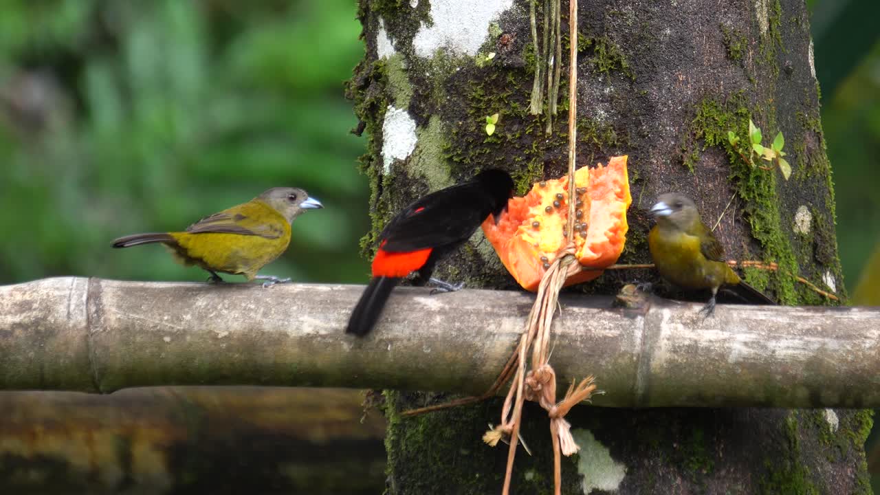Alguns passarinhos fofos, comendo sementes de uma fruta podre.