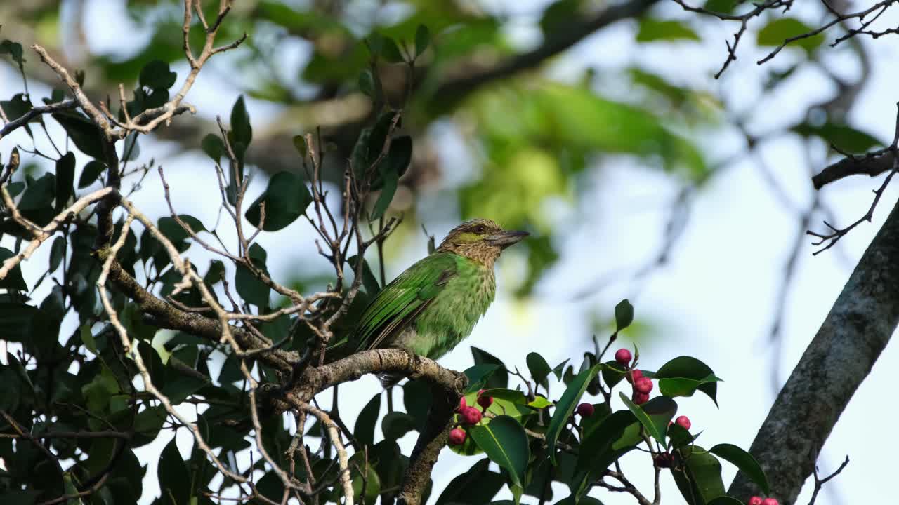 mirando curiosamente a su alrededor visto desde su espalda luego salta alrededor y vuela lejos, barbet de orejas verdes megalaima faiostricta, tailandia