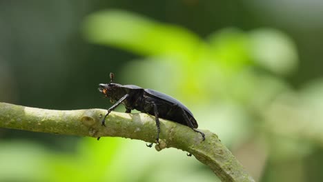 seen on top of a branch moving its antennae and raising its head up, wind blowing moving the branch, stag beetle, hexarthrius nigritus sundayrainy, khao yai national park, thailand