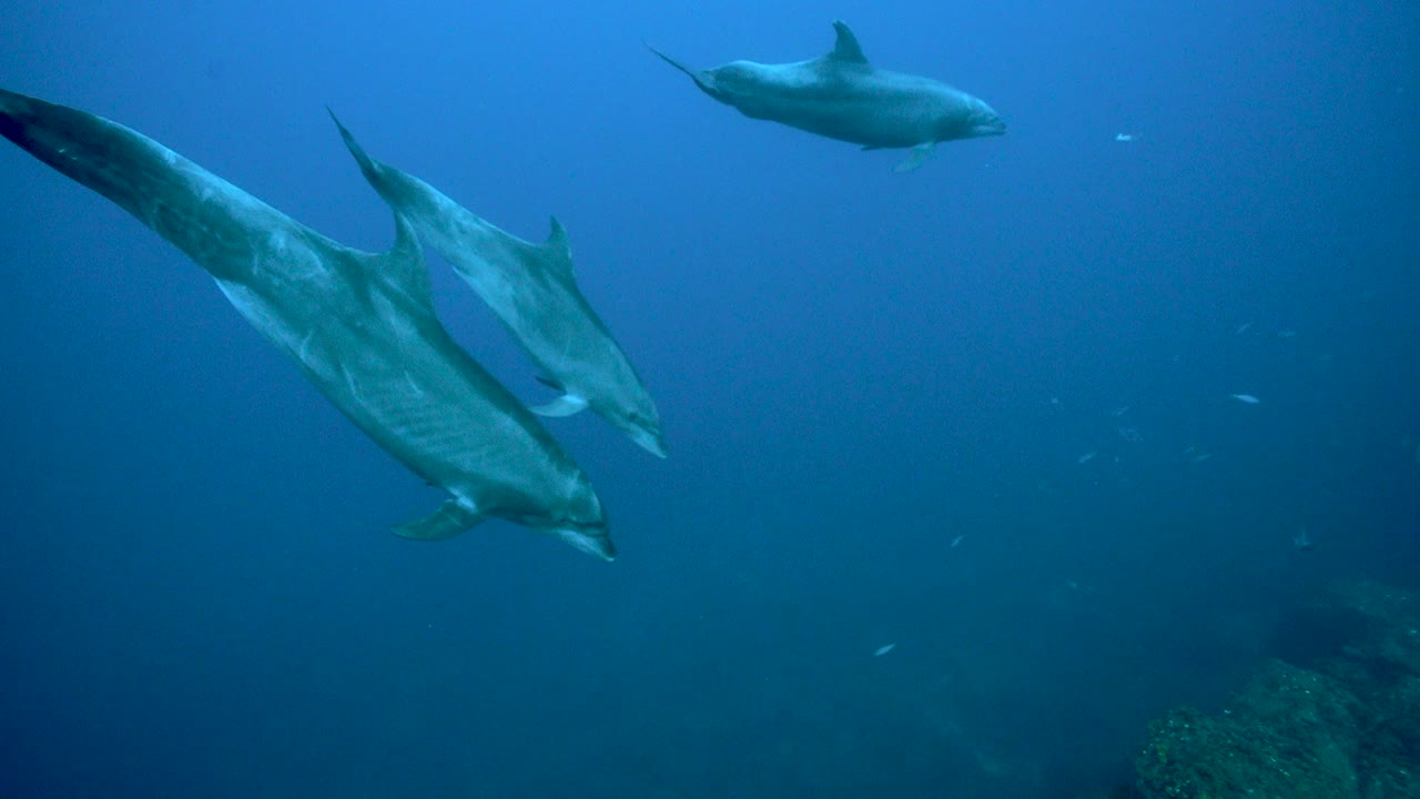 Bottlenose dolphins turn in unison in blue water around Revillagigedo Islands