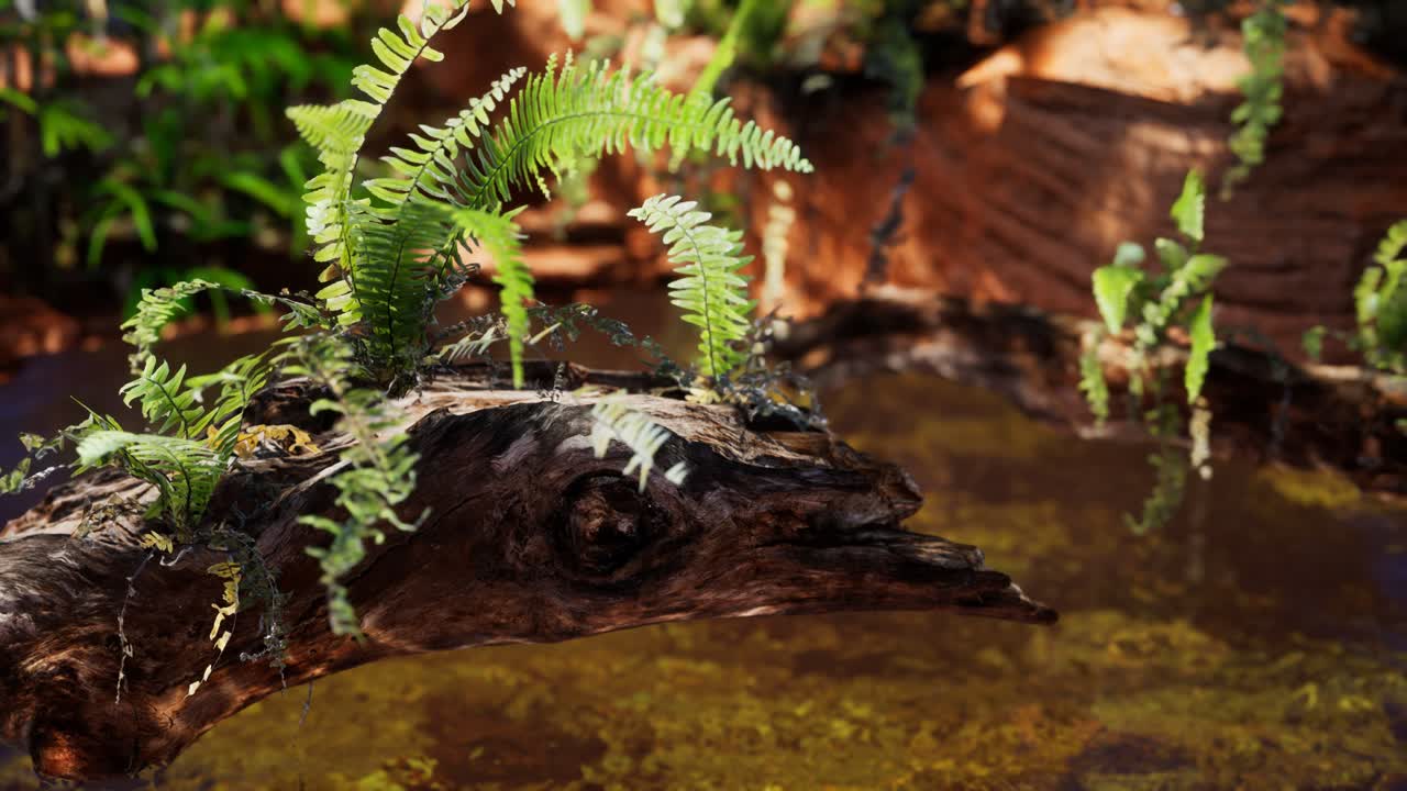 stagno dorato tropicale con rocce e piante verdi