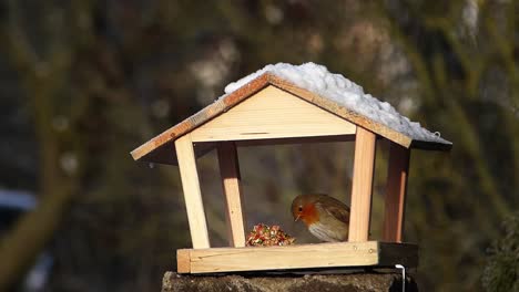 cute and alert european robin eating from a bird feeder on a sunny winter day