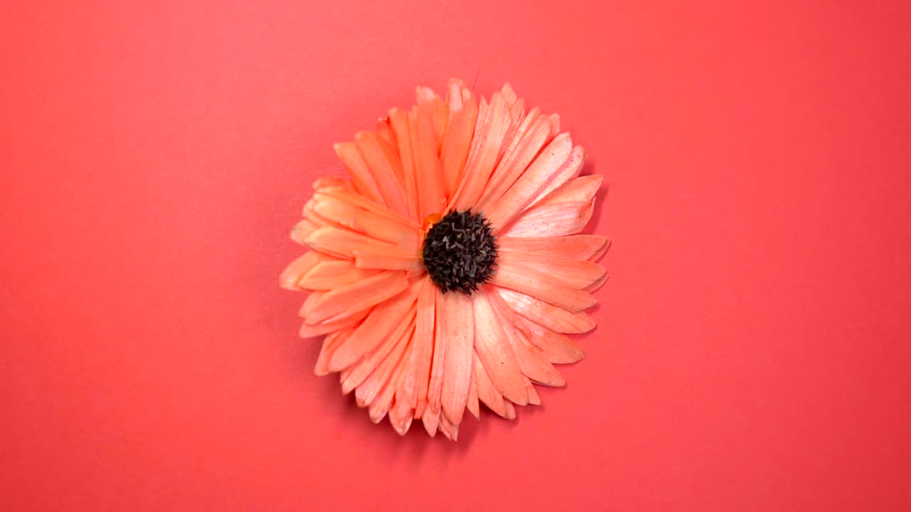 hermosa flor de margarita roja girando lentamente sobre un fondo rojo giratorio.