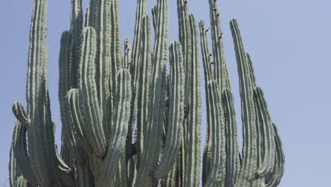 Vertical-shot-of-Lophocereus-marginatus-cactus-in-the-sun-in-Mixteca-Poblana,-Puebla,-Mexico