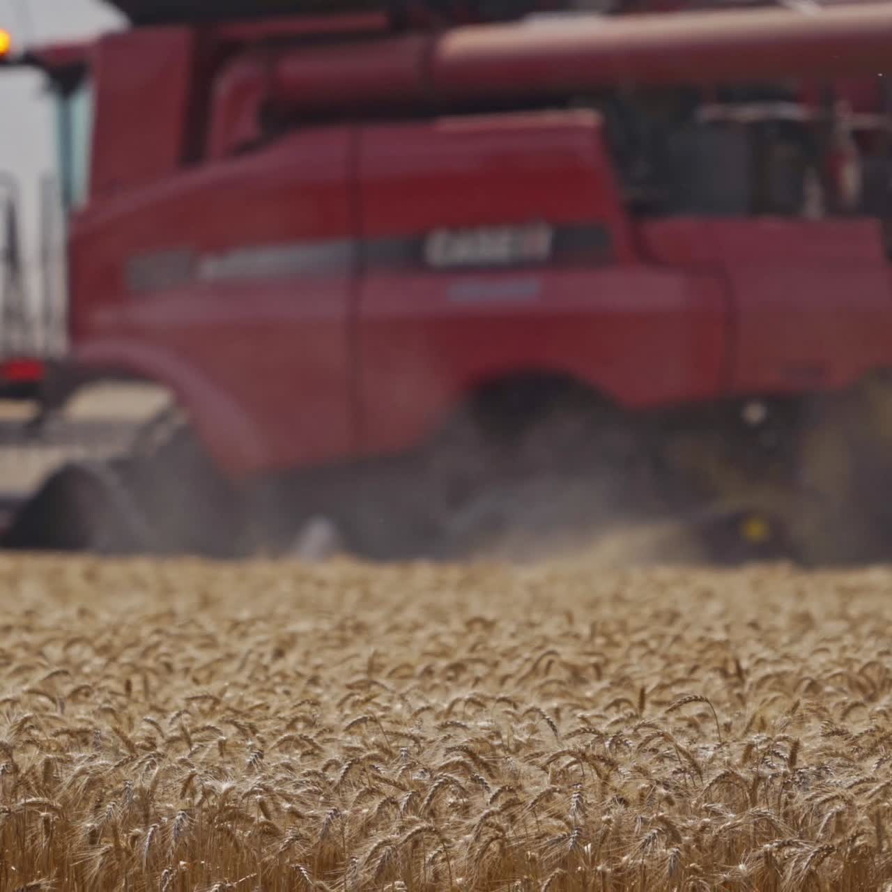 Combine harvester gathers the wheat crop. Wheat harvesting shears. Modern red agricultural machine working in the field. Food industry concept.