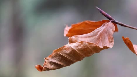 dead leaves on a tree branch next to a new spring bud