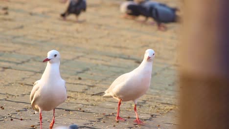 gaviotas blancas o gaviotas de pico delgado asustando y corriendo almacen de video