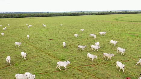 Drohnenansicht-Der-Viehzucht,-Die-Lose-Auf-Die-Weide-Gezüchtet-Wird,-Halbeinschließung