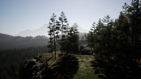 Pine-tree-forests-at-the-base-of-mountain-in-sunny-day-of-summer