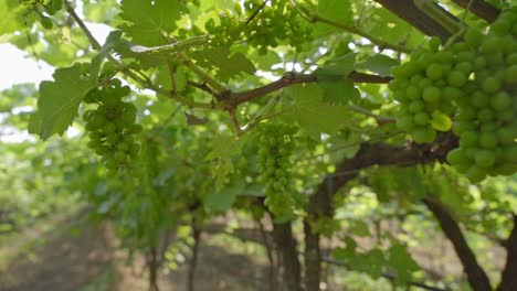 bunch of organic grapes hanging from tree branches at vineyard