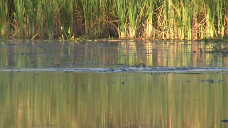 Ein-Alligator-Taucht-Aus-Einem-Sumpf-Auf-Und-Taucht-Ab