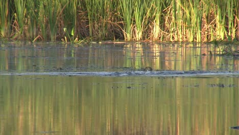 un caimán emerge de un pantano y se sumerge