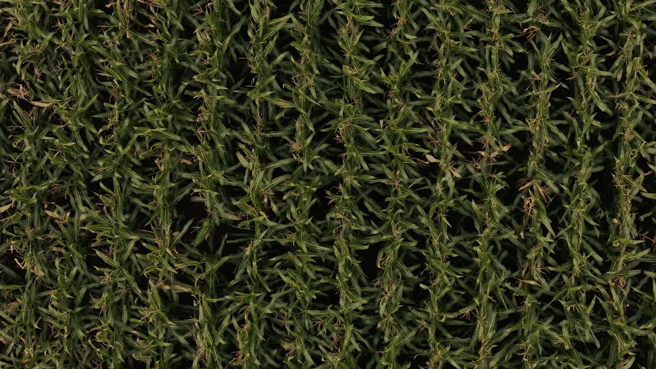 A top-down view of crop fields in Amden, Kanton St. Gallen, Switzerland, showcases neatly arranged rows of plants. The vibrant greenery creates a striking pattern against the landscape.