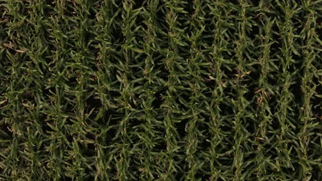 a top-down view of crop fields in amden, kanton st. gallen, switzerland, showcases neatly arranged rows of plants. the vibrant greenery creates a striking pattern against the landscape.