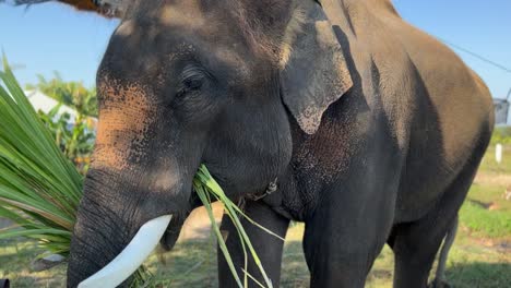 elefante asiático comiendo hierba en chiang mai tailandia