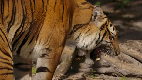 Tigre-Gruñe-A-Cámara-Súper-Lenta