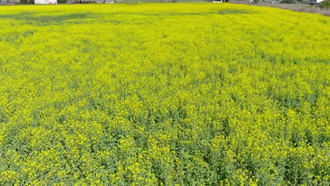 Kalifornische-Wildblumen-Entlang-Des-Highway-101-|-Nahaufnahme-Eines-Vorbeiflugs-Aus-Der-Luft