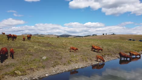 Happy-Free-Range-Cattle-Grazing-Freely,-Walk-Into-Lake-for-Drink-of-Water-|-Grass-Fed-Beef-Agriculture-Farming-Livestock,-Cattle-Ranching-|-Migrating-Roaming-Freely,-Farming-on-BLM-Land-|-1-of-12