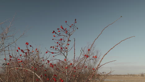 Roseip-bush-in-strong-wind