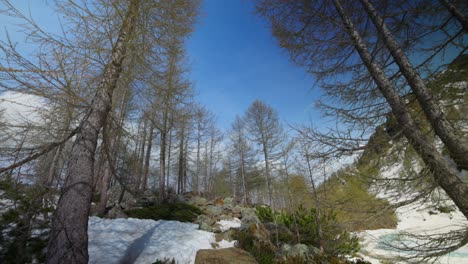 Árboles-En-Ciernes-En-El-Bosque-De-Montaña-Con-Nieve-Y-Cielo-Azul-En-Primavera.